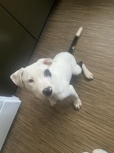 4 months . My Callie girl she potty trained I just can’t keep her.