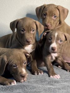 Xl pitbull puppies