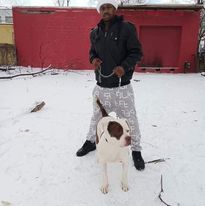 american devil pittbull