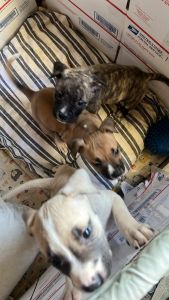 3 all American pitbull puppies forsale