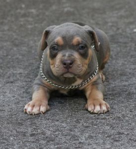 Tri Males For Sale!!!