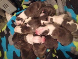 Blue nose pups