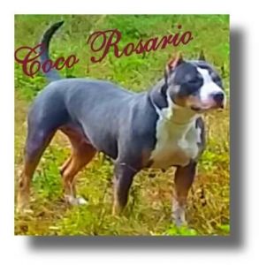 Blue tri pitbull pups coming soon!