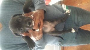 Adorable Pit Bull Puppies