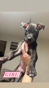 American bully/ terrier pit