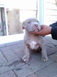 ukc american pitbull terrier