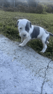 American Pit Bull Terrier Puppies for sale in Cocoa, Florida. price: $200