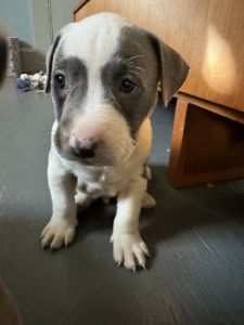 Pitbull puppies needing homes!!!!