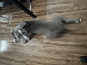 3 month puppy available