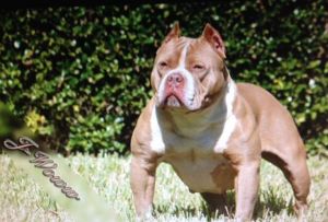 Female Pitbull for sale