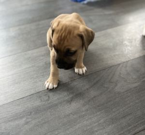 Jezebel & Delilah (Pit/Boxer mix)