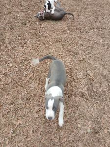 Blue's Clues 1 boy &1 girl