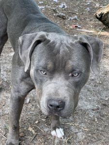 American xl bully for sale