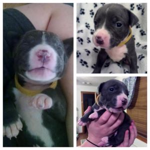 Blue American Pit Bull Terriers