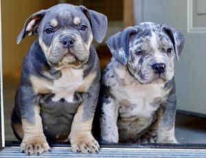 Pitbull Puppies Ready