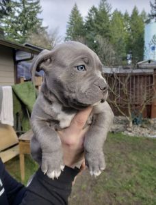 Registered American Pit Bull Terriers – Intelligent & Trainable