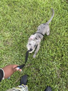 Shadow( pit/lab/schnauzer mix)