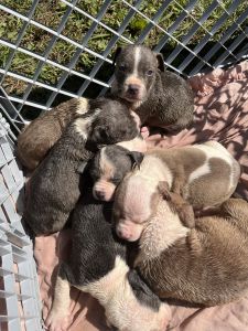 Blue nose Pitbull Puppies