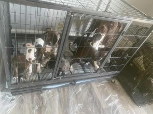 Adorable puppies looking for a good home