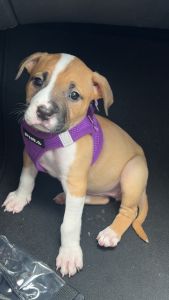 Puppy needs a home!