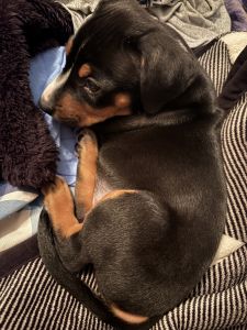 Pit bull Doberman mix