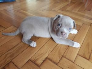 American Pit Bull Puppies Blue-line Puppies available