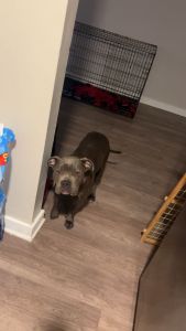 Pretty pittbull looking for a happy home