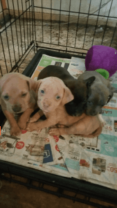 trying to sell pit puppies
