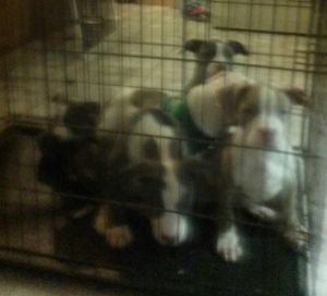 pitbull XL puppies ukc and adba papers