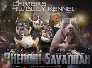 3x Phenom X 2x Purple Banks