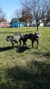 blue Brendel and a tri color pups