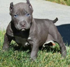 4 Pit bull Puppies for sale