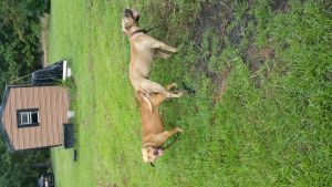 Eli /Jeep Pitbull for sale