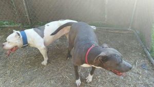 UKC American pitbull puppies