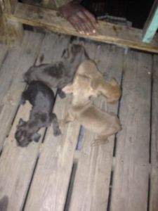 Eli Jeep pitbull puppies no papers