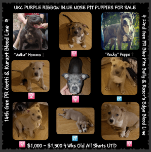 UKC Purple Ribbon Blue Nose Pits