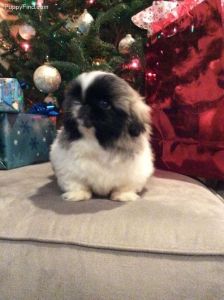 adorable little fawn party Pekingese