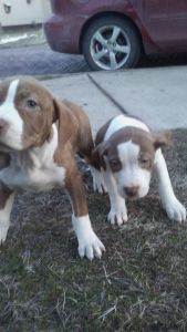 Pitbull red brindle XL