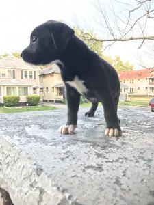 American pit bull terrier puppy