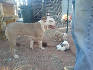 Pitbull puppies (tri genes) UKC sire