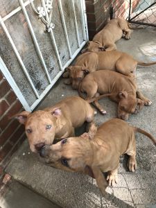 Pit bull puppies