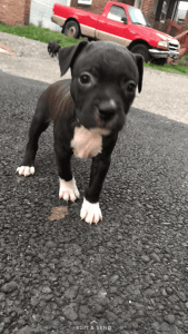 Pitbull puppies