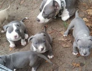 Beautiful AKC American Pitbull Terrier puppies
