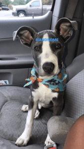 American Pit Bull Terrier