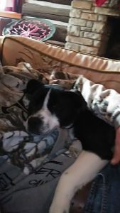 Teva. 5 months old border collie labrador pit mix