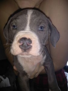 Blue pit pups