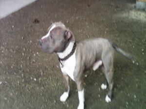 American pitbull terrior!