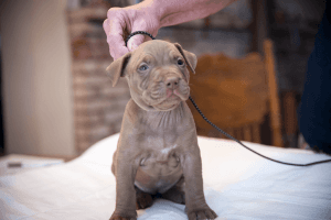 American pit bull terrier pups