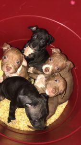 Gater pit bulls