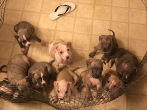 10 pitbul puppies for sale